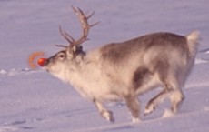 reindeer 