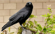 American crow