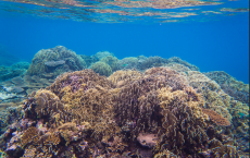 Coral prefer cloudy ocean water 