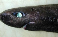 Lanternshark