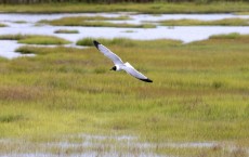 Salt Marsh