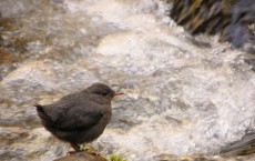 American Dipper