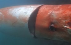 Giant Squid