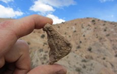 Tortoise Shell Fossil