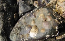 Slipper Snails