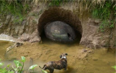 Glyptodont shell found in Carlos Spegazzini, Argentina 