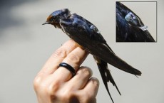 Barn Swallow