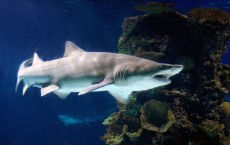 Sand Tiger Shark