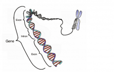 Coding region in a segment of eukaryotic DNA