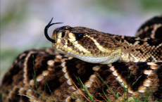 Virgin Births Common Among Snake Species 
