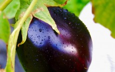 Eggplants