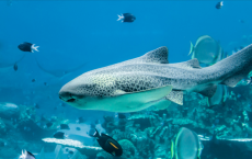 Leopard sharks use their nose to navigate