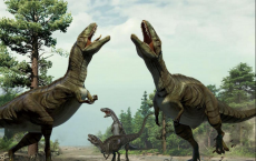 Dinosaurs engaged in sexual display 