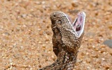 Puff Adder