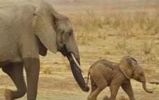 Mothers' Appetites Keep Size Of Wild Animals' Groups On Point