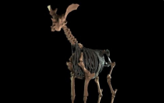 Ancient Giraffe Relative: Thick Legs And Curly Horns