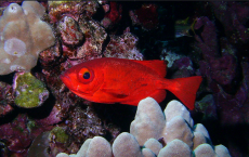 Bigeye (Pempheris adspersa)