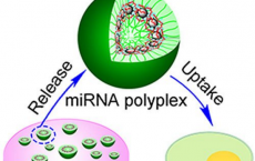 Nano-shells Deliver Molecules That Tell A Bone To Repair Itself