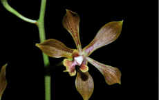 Encyclia inopinata- New Orchid Species 