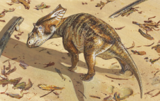 Reconstruction Of Baby Chasmosaurus