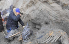 Mammoth Carcass Being Excavating 