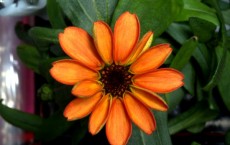 Zinnia Flower