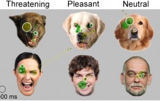 Dog facial expressions