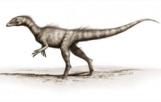 'Dracoraptor hanigani' Carnivorous Dinosaur