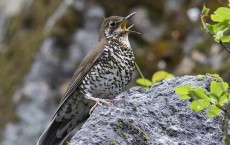 Himalayan Forest Thrush