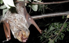 Hoary Bat