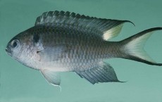 Damselfish