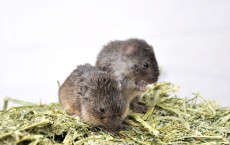 Vole