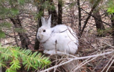 Snowshoe Hare Stands Out Like Light Bulbs Against Snowless Background