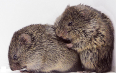 Prairie Voles Consoling Each Other 