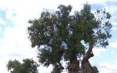 Olive tree