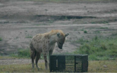  Spotted Hyena Tries To Solve Puzzle Box