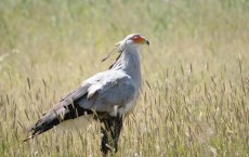 Secretary Bird