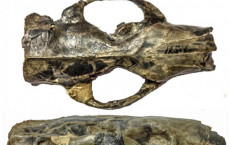 Paramys: oldest, well preserved rodent skulls on record