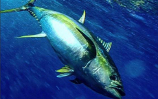 Yellowfin Tuna