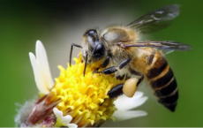 Queen Bees Are Control Freaks 