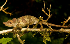 New Chameleom Species: 'Kinyongia msuyae'
