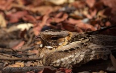 Nightjar