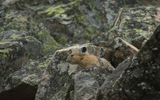 Pika