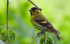 Eurasian Siskin