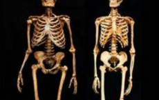 Neanderthal Skeleton (Left) And A Modern Human Skeleton (Right)