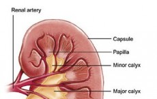 Kidney