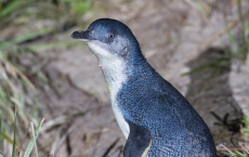 'Eudyptula minor' -Little Penguin