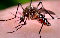 'Aedes aegypti' Mosquito 