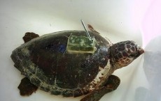 Loggerhead Turtle with a Transmitter