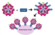 Virus-Like Particles Used To Carry Vaccines Or Drugs In The Body